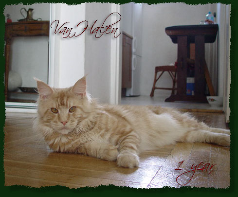 Mainefield's Van Halen - maine-coon 08/05/2010