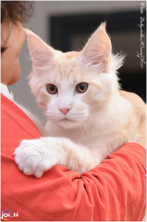 Oscar Magnate*RU - Kitten maine-coon 4 months