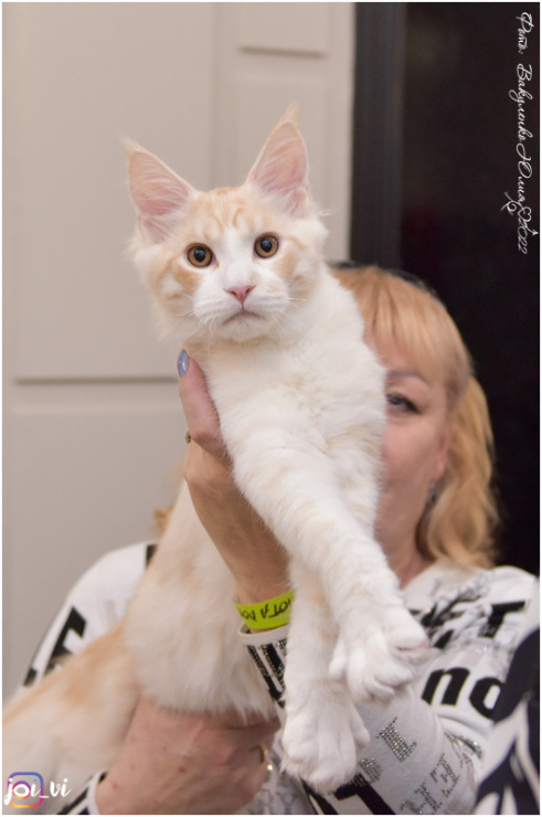 Oscar Magnate*RU - Kitten maine-coon 5 months