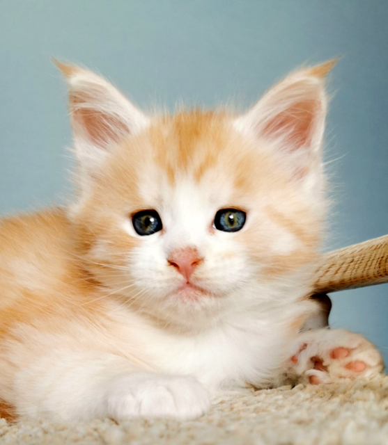 Oscar Magnate*RU - Kitten maine-coon