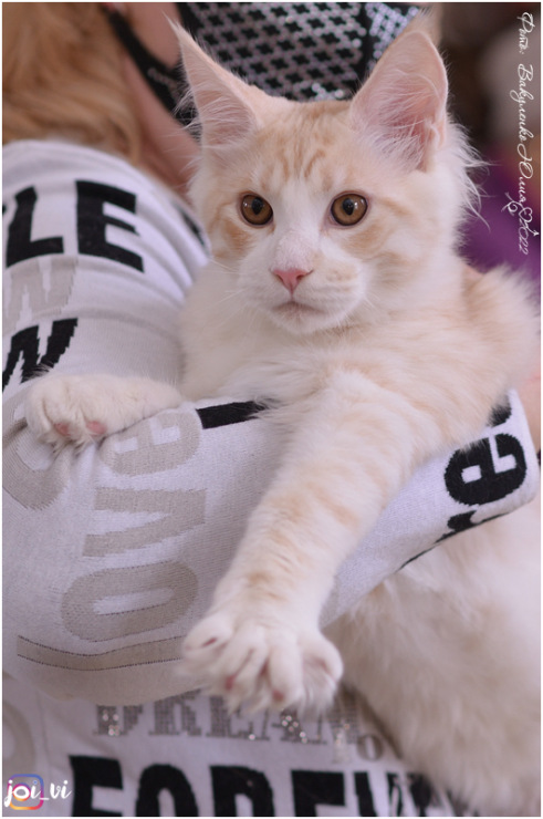 Oscar Magnate*RU - Kitten maine-coon 5 months