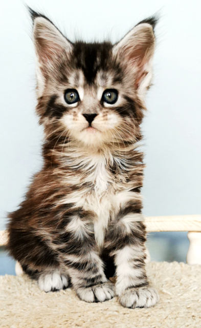 Oneida Magnate*RU - Kitten maine-coon 1 month 0.5 weeks