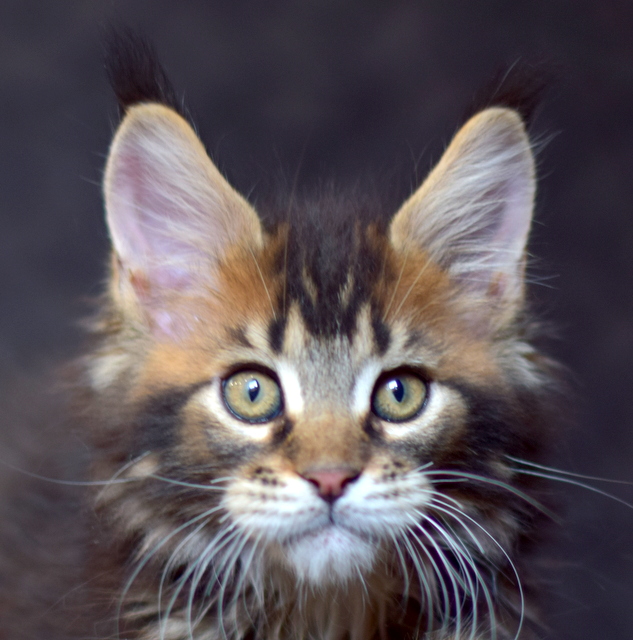 Perseus Magnate*RU - Kitten maine-coon 2 months 2 weeks