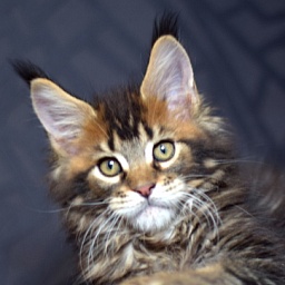 Perseus Magnate*RU