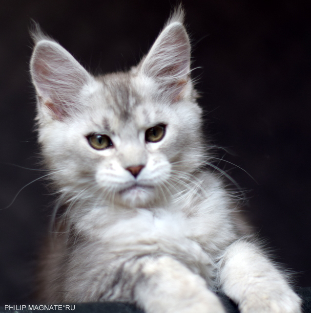 Philip Magnate*RU - Kitten maine-coon 2 months 2 weeks