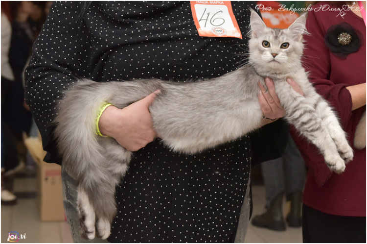 Philip Magnate*RU - Kitten maine-coon 4.5 months