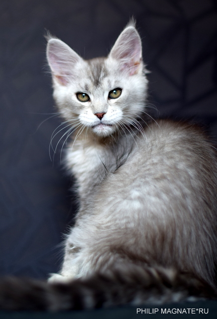 Philip Magnate*RU - Kitten maine-coon 2 months 2 weeks