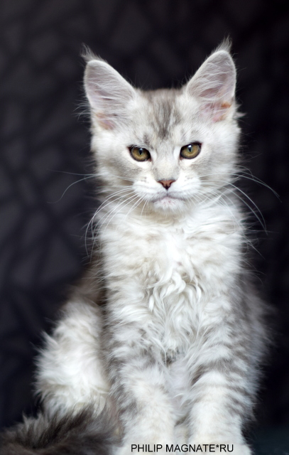 Philip Magnate*RU - Kitten maine-coon 2 months 2 weeks