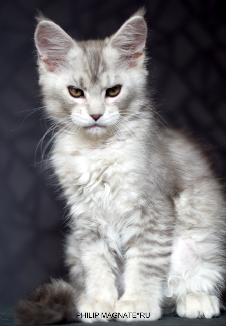 Philip Magnate*RU - Kitten maine-coon 2 months 2 weeks