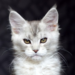 Philip Magnate*RU