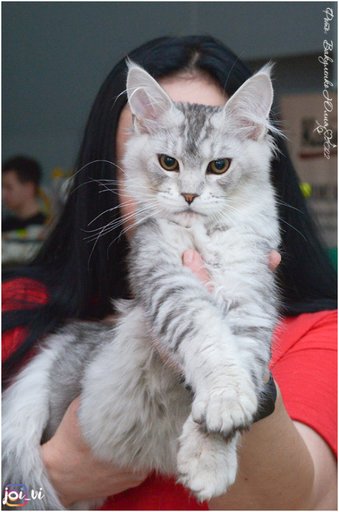 Philip Magnate*RU - Kitten maine-coon 4.5 months