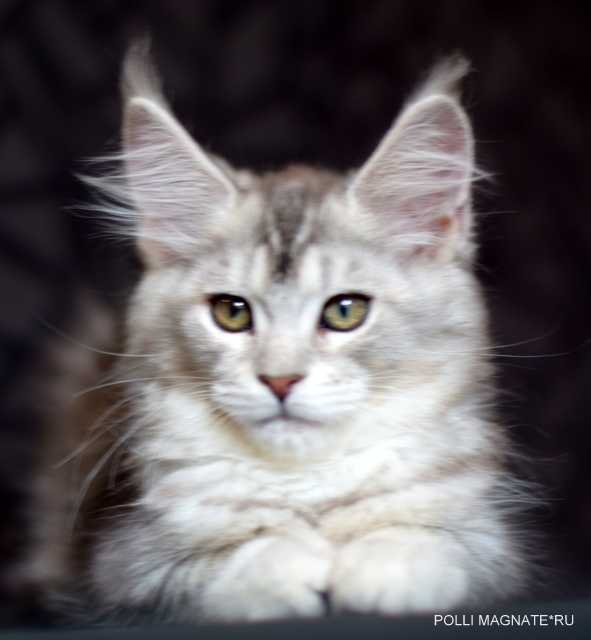 Polly Magnate*RU - Kitten maine-coon 2 months 2 weeks