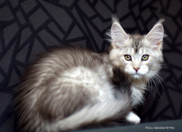 Polly Magnate*RU - Kitten maine-coon 2 months 2 weeks