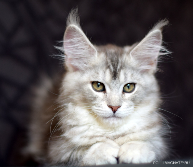 Polly Magnate*RU - Kitten maine-coon 2 months 2 weeks