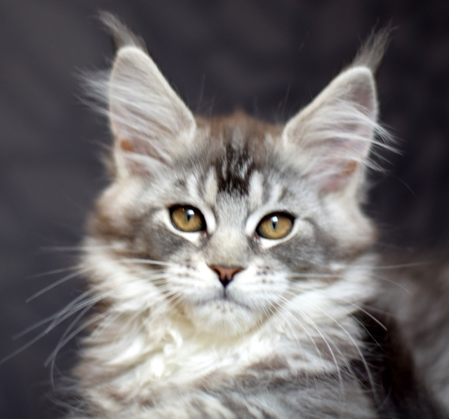 Piona Magnate*RU - Kitten maine-coon 2 months 2 weeks