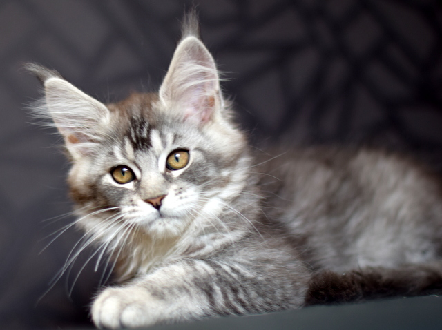 Piona Magnate*RU - Kitten maine-coon 2 months 2 weeks