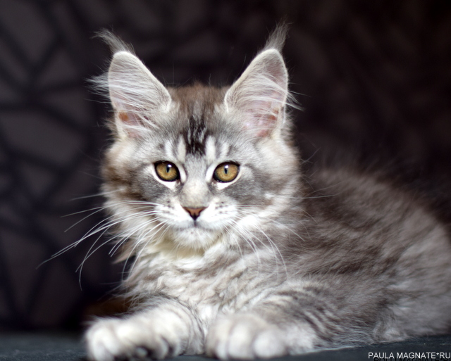 Paula Magnate*RU - Kitten maine-coon 2 months 2 weeks