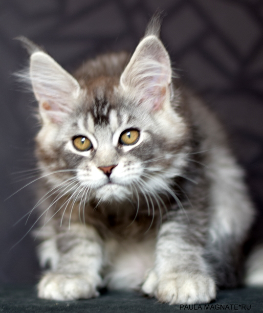Paula Magnate*RU - Kitten maine-coon 2 months 2 weeks