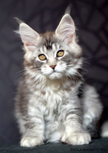 Paula Magnate*RU - Kitten maine-coon 2 months 2 weeks