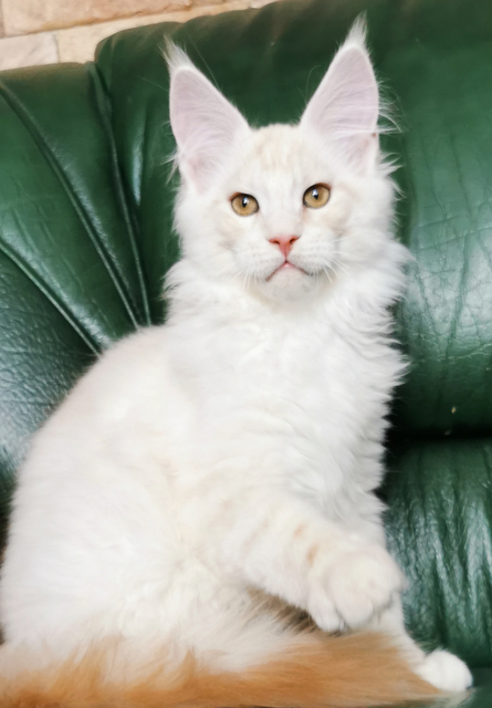 Redgar Magnate*RU - Kitten maine-coon 4 months