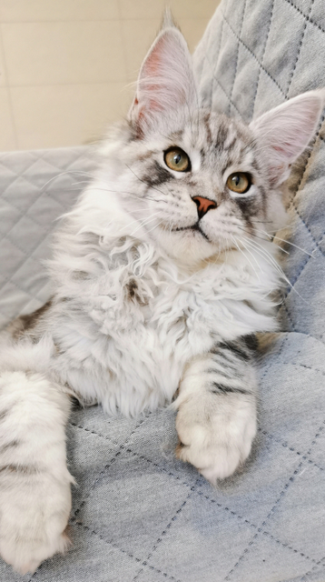 Rojer Magnate*RU - Kitten maine-coon 4 months