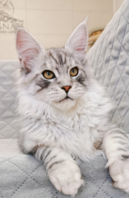 Rojer Magnate*RU - Kitten maine-coon 4 months