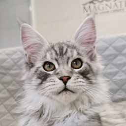 Rojer Magnate*RU