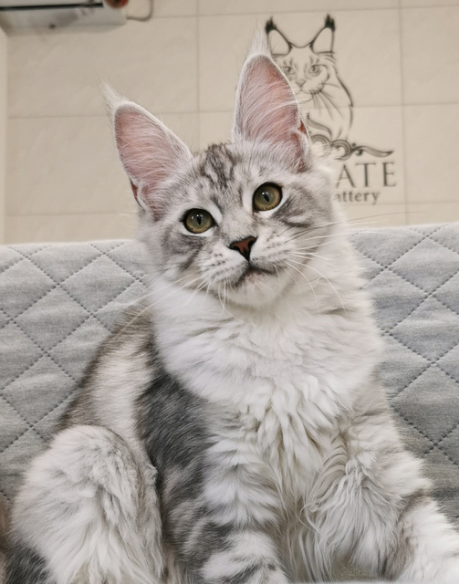 Regina Magnate*RU - Kitten maine-coon 4 months