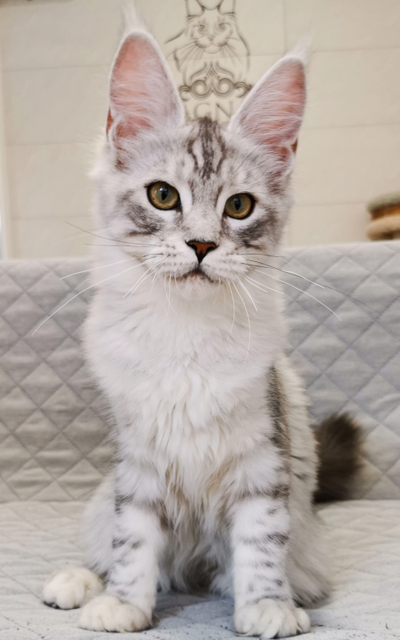 Regina Magnate*RU - Kitten maine-coon 4 months