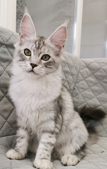 Regina Magnate*RU - Kitten maine-coon 4 months
