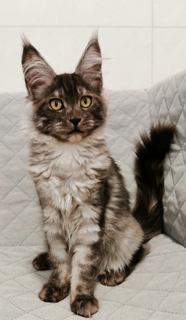 Rochelle Magnate*RU - Kitten maine-coon 4 months