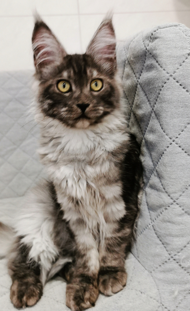 Rochelle Magnate*RU - Kitten maine-coon 4 months