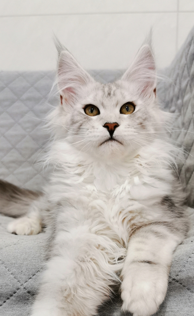 Rachel Magnate*RU - Kitten maine-coon 4 months