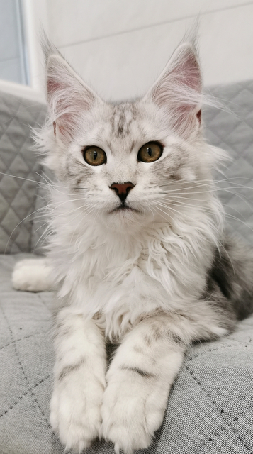 Rachel Magnate*RU - Kitten maine-coon 4 months