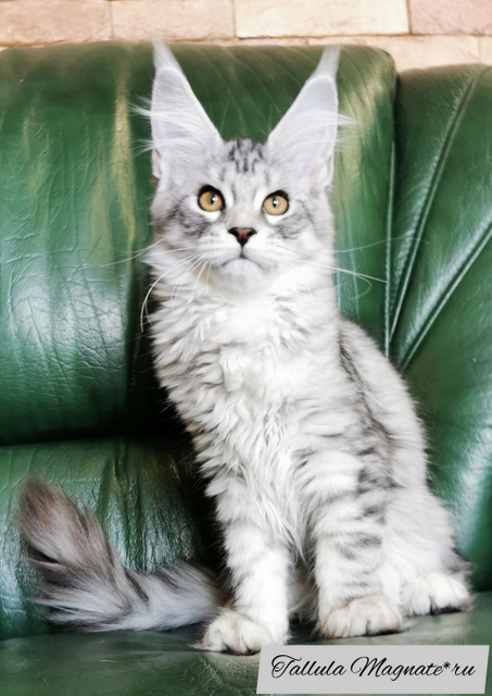 Tallula Magnate*RU - Kitten maine-coon 3.5 months