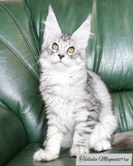 Tallula Magnate*RU - Kitten maine-coon 3.5 months