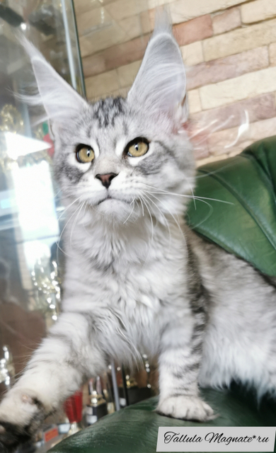 Tallula Magnate*RU - Kitten maine-coon 3.5 months
