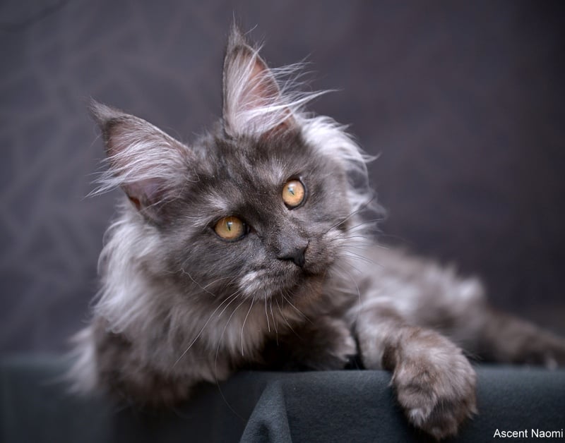 Ascent Naomi - maine-coon