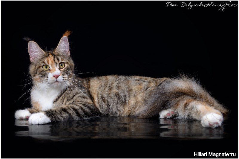 ICH Hillary Magnate*RU - maine-coon