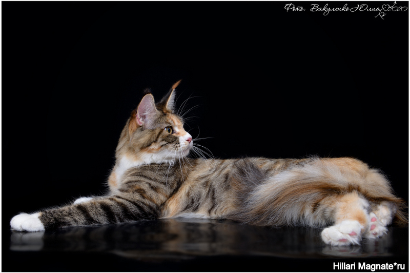 ICH Hillary Magnate*RU - maine-coon
