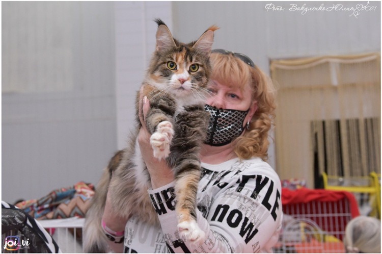 ICH Hillary Magnate*RU - maine-coon