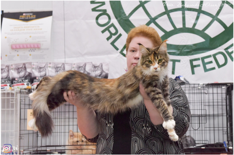 ICH Hillary Magnate*RU - maine-coon