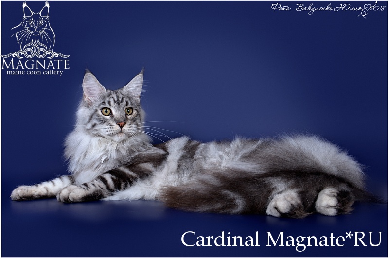 Cardinal Magnate*RU - maine-coon