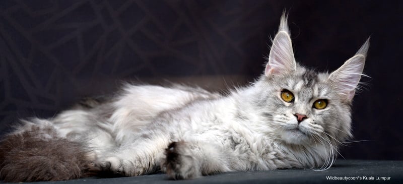 Wildbeautycoon's Kuala Lumpur - maine-coon