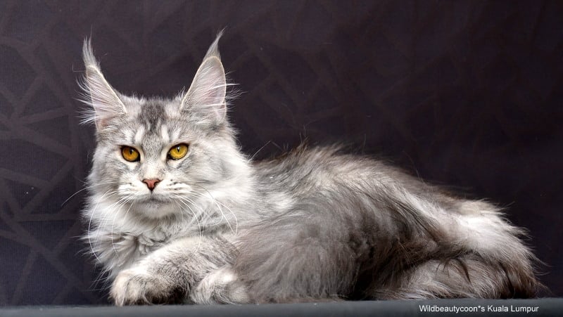 Wildbeautycoon's Kuala Lumpur - maine-coon