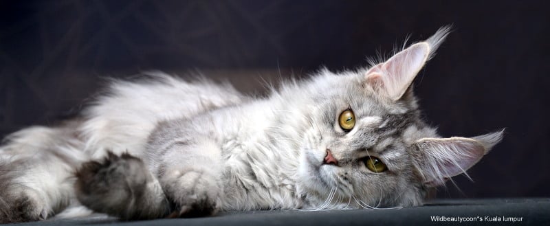 Wildbeautycoon's Kuala Lumpur - maine-coon