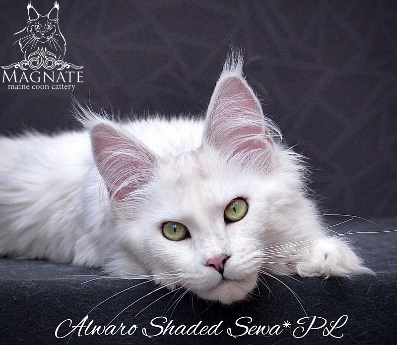 Alwaro Shaded Sewa - maine-coon
