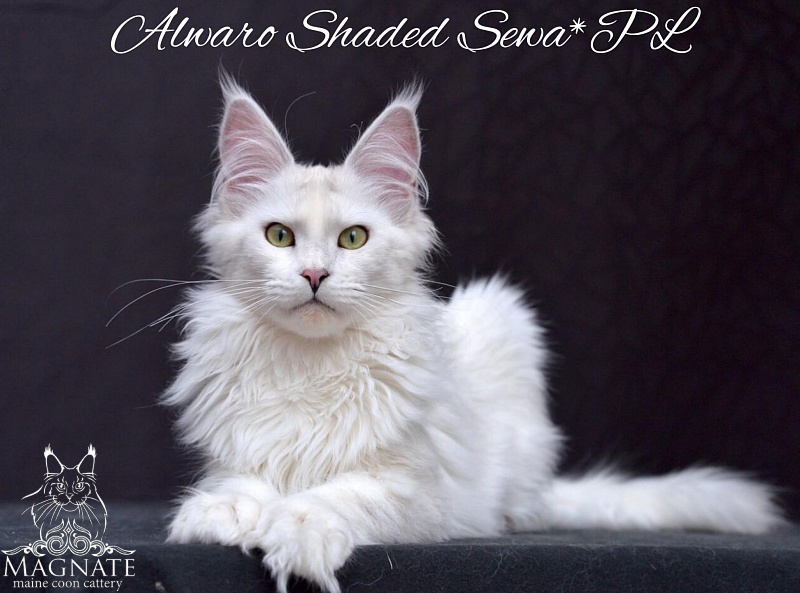 Alwaro Shaded Sewa - maine-coon