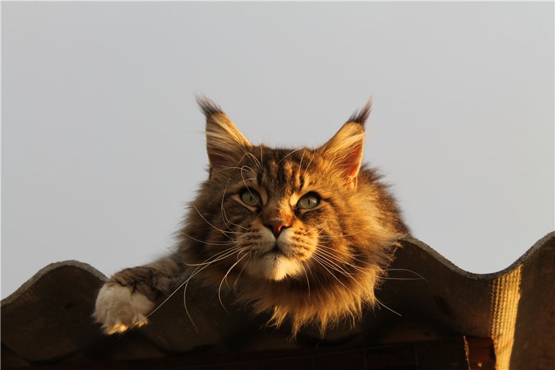 Ostap O'Khonor - maine-coon