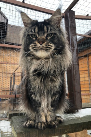 Tri-D Paradise - maine-coon
